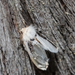 Oenosandra boisduvalii (Boisduval's Autumn Moth) at Bruce, ACT - 16 Mar 2021 by Roger