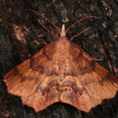 Rhinodia rostraria (Necklace Geometrid) at Paddys River, ACT - 12 Mar 2021 by kasiaaus