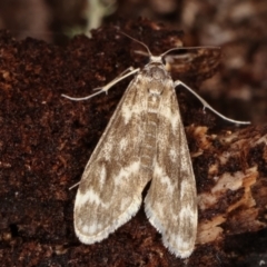 Hygraula nitens (Pond Moth) at Paddys River, ACT - 12 Mar 2021 by kasiaaus