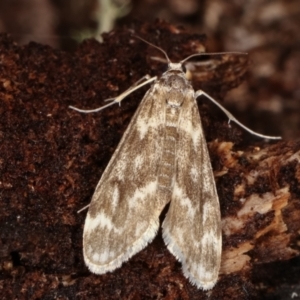 Hygraula nitens at Paddys River, ACT - 12 Mar 2021