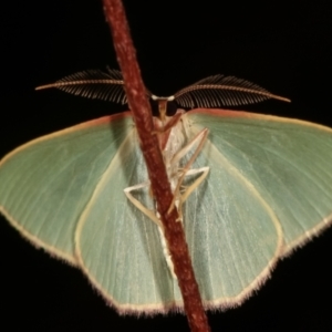 Chlorocoma (genus) at Paddys River, ACT - 12 Mar 2021