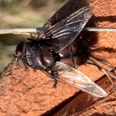Rutilia (Donovanius) sp. (genus & subgenus) (A Bristle Fly) at Murrumbateman, NSW - 15 Mar 2021 by SimoneC
