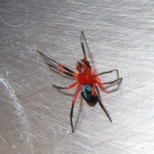 Nicodamidae (family) at Cotter River, ACT - 15 Mar 2021