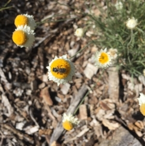 Lasioglossum (Chilalictus) sp. (genus & subgenus) at Hackett, ACT - 6 Mar 2021