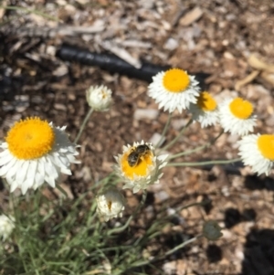 Lasioglossum (Chilalictus) sp. (genus & subgenus) at Hackett, ACT - 6 Mar 2021 02:56 PM