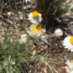 Lasioglossum (Chilalictus) sp. (genus & subgenus) at Hackett, ACT - 6 Mar 2021 02:56 PM