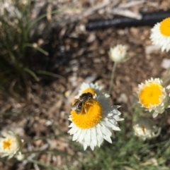 Lasioglossum (Chilalictus) sp. (genus & subgenus) at Hackett, ACT - 6 Mar 2021