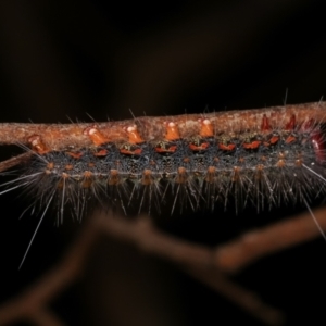 Epicoma melanospila at Paddys River, ACT - 12 Mar 2021