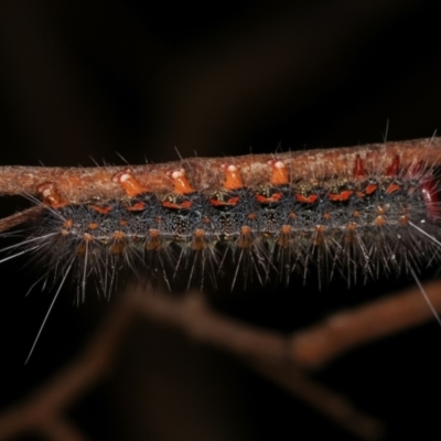 Epicoma melanospila (Black Spot Moth) at Paddys River, ACT - 12 Mar 2021 by kasiaaus