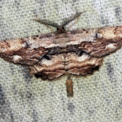 Scioglyptis lyciaria (White-patch Bark Moth) at O'Connor, ACT - 15 Mar 2021 by ibaird