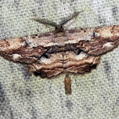 Scioglyptis lyciaria (White-patch Bark Moth) at O'Connor, ACT - 15 Mar 2021 by ibaird