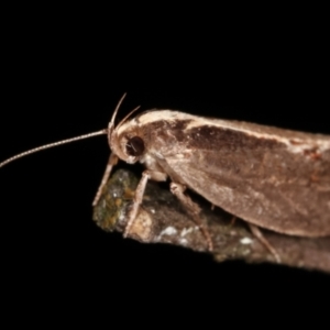 Archaereta dorsivittella at Paddys River, ACT - 12 Mar 2021