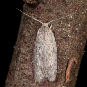 Agriophara (genus) at Paddys River, ACT - 12 Mar 2021