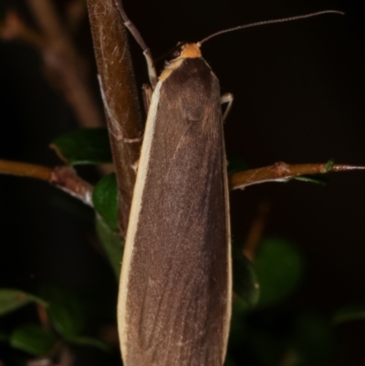 Palaeosia undescribed species at Paddys River, ACT - 12 Mar 2021 by kasiaaus