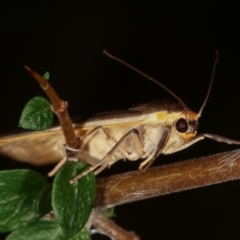 Palaeosia undescribed species at Paddys River, ACT - 12 Mar 2021