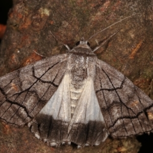 Stibaroma melanotoxa at Paddys River, ACT - 12 Mar 2021 09:07 PM