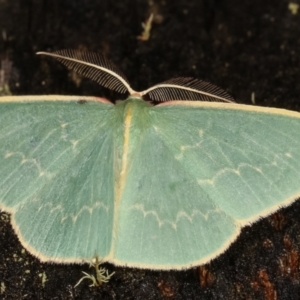 Chlorocoma dichloraria at Paddys River, ACT - 12 Mar 2021