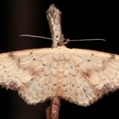 Idaea halmaea (Two-spotted Wave) at Tidbinbilla Nature Reserve - 12 Mar 2021 by kasiaaus