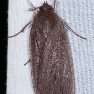 Palleopa innotata at Paddys River, ACT - 12 Mar 2021