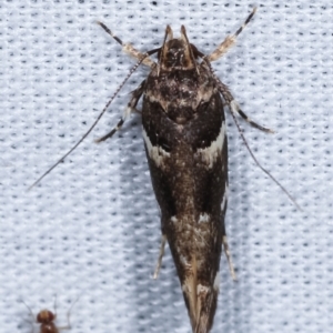 Macrobathra leucopeda at Paddys River, ACT - 12 Mar 2021