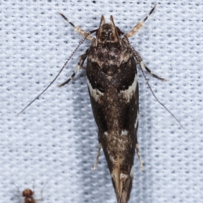 Macrobathra leucopeda (A Gelechioid moth) at Tidbinbilla Nature Reserve - 12 Mar 2021 by kasiaaus