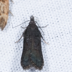 Leptozestis and Trachydora (genera) at Paddys River, ACT - 12 Mar 2021 09:21 PM