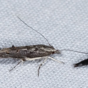 Leptozestis and Trachydora (genera) at Paddys River, ACT - 12 Mar 2021 09:21 PM