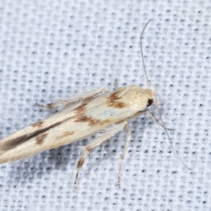 Stathmopodidae (family) at Paddys River, ACT - 12 Mar 2021