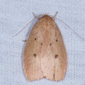 Garrha pudica at Paddys River, ACT - 12 Mar 2021 09:23 PM