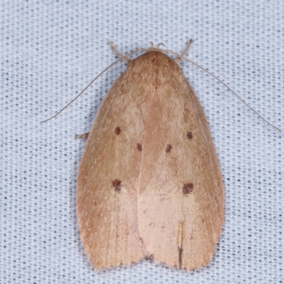 Garrha pudica (Modest Dullmoth) at Paddys River, ACT - 12 Mar 2021 by kasiaaus