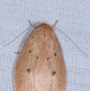 Garrha pudica at Paddys River, ACT - 12 Mar 2021 09:23 PM