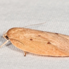 Garrha pudica at Paddys River, ACT - 12 Mar 2021 09:23 PM