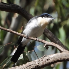 Myiagra inquieta (Restless Flycatcher) at Splitters Creek, NSW - 15 Mar 2021 by WingsToWander