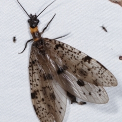 Archichauliodes sp. (genus) (Fishfly) at Paddys River, ACT - 12 Mar 2021 by kasiaaus