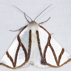 Thalaina clara (Clara's Satin Moth) at Tidbinbilla Nature Reserve - 12 Mar 2021 by kasiaaus