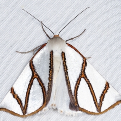 Thalaina clara (Clara's Satin Moth) at Tidbinbilla Nature Reserve - 12 Mar 2021 by kasiaaus