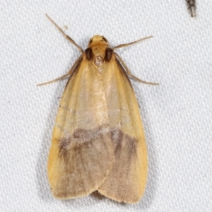 Threnosia heminephes at Paddys River, ACT - 12 Mar 2021