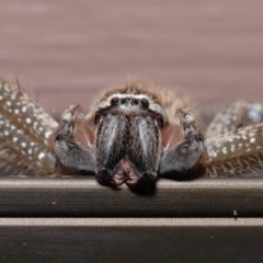 Neosparassus sp. (genus) (Unidentified Badge huntsman) at Evatt, ACT - 14 Mar 2021 by TimL