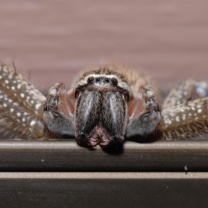 Neosparassus sp. (genus) at Evatt, ACT - 14 Mar 2021