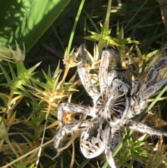 Tasmanicosa sp. (genus) (Unidentified Tasmanicosa wolf spider) at Cotter River, ACT - 6 Mar 2021 by Tapirlord