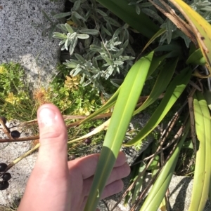 Dianella tasmanica at Cotter River, ACT - 7 Mar 2021 10:24 AM