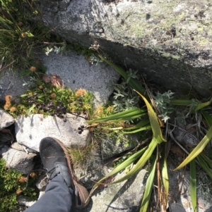 Dianella tasmanica at Cotter River, ACT - 7 Mar 2021 10:24 AM