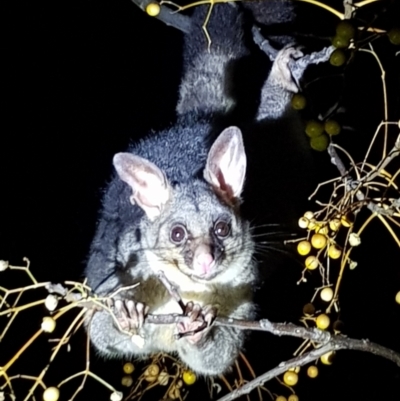 Trichosurus vulpecula (Common Brushtail Possum) at Table Top, NSW - 14 Aug 2019 by BecRed