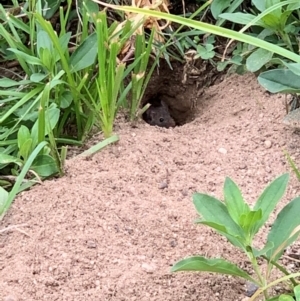 Rattus rattus at Woodstock Nature Reserve - 16 Mar 2021