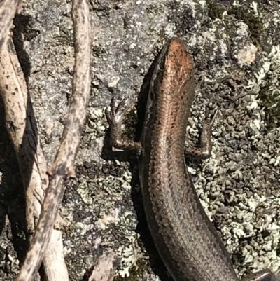 Pseudemoia entrecasteauxii (Woodland Tussock-skink) at Cotter River, ACT - 6 Mar 2021 by Tapirlord