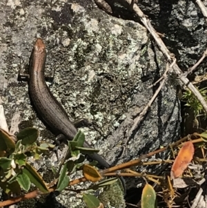 Pseudemoia entrecasteauxii at Cotter River, ACT - 7 Mar 2021