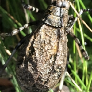 Acripeza reticulata at Bimberi, NSW - 7 Mar 2021 10:53 AM