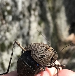 Acripeza reticulata at Bimberi, NSW - 7 Mar 2021 10:53 AM