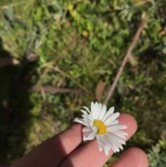 Brachyscome aculeata (Hill Daisy) at Cotter River, ACT - 7 Mar 2021 by Tapirlord