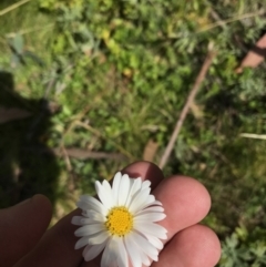 Brachyscome aculeata at Cotter River, ACT - 7 Mar 2021 11:02 AM